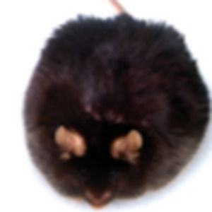 Meet your Posher, Samuel